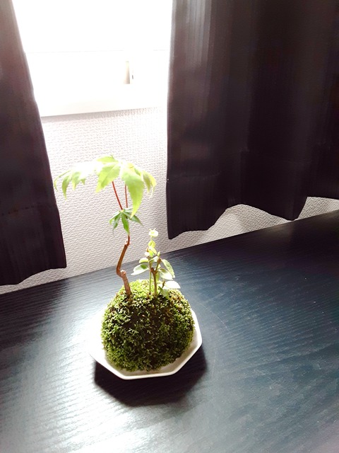 苔玉　太刀岡屋