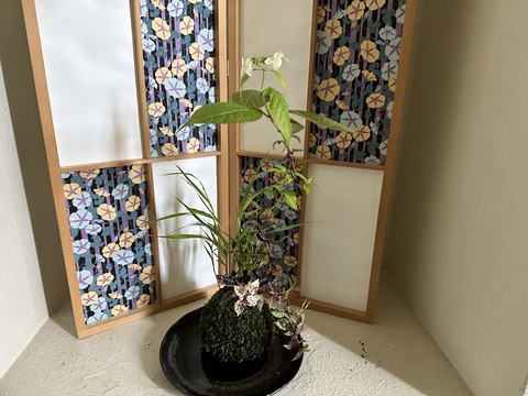 tachiokaya-ajisai202306130