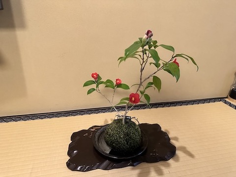 tachiokaya-kokedama-tubaki