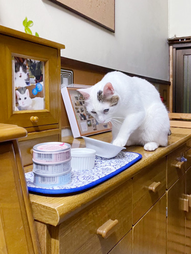 仁王立ち : 猫々