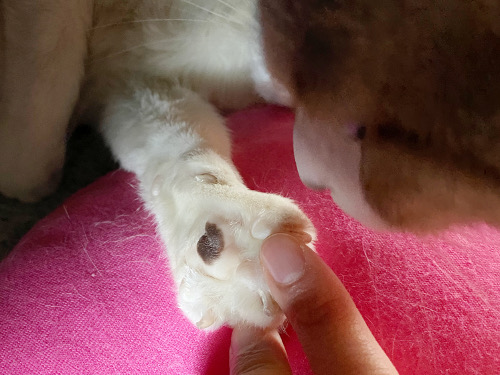 血液検査 猫々 血液検査 猫々
