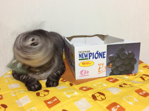 667