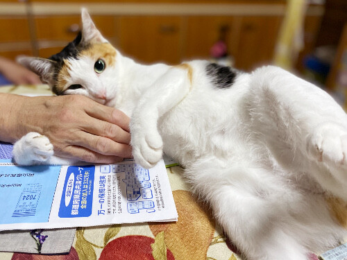 源氏名 猫々 源氏名 猫々