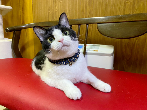 仁王立ち : 猫々