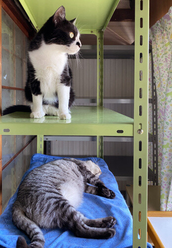 スターウォーズ 猫々 スターウォーズ 猫々