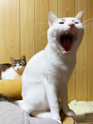 6270