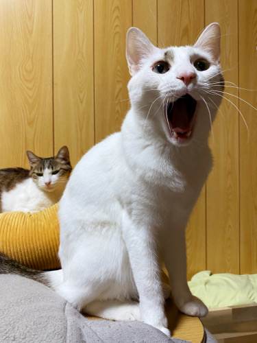 6271