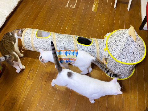 3141