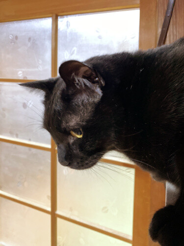 カリカリは寝て待て 猫々 カリカリは寝て待て 猫々