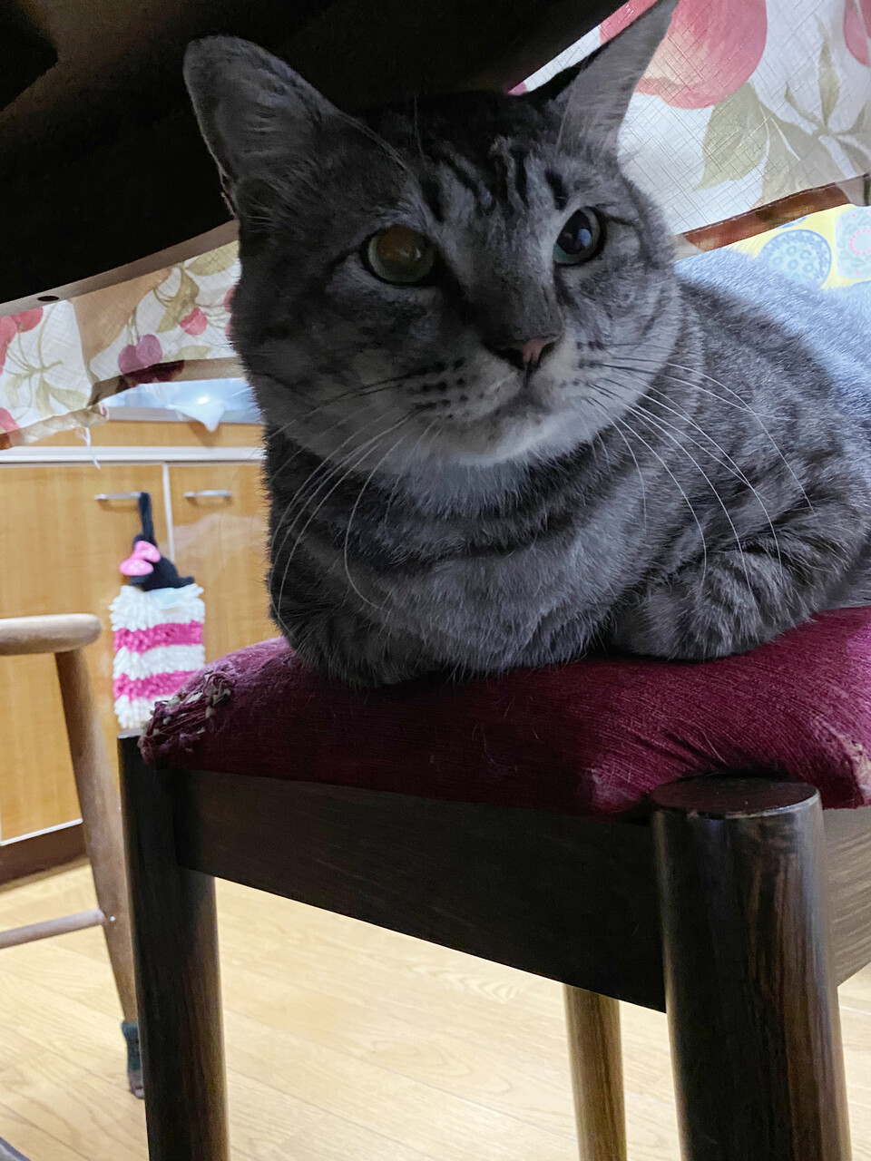 ファンタジー : 猫々