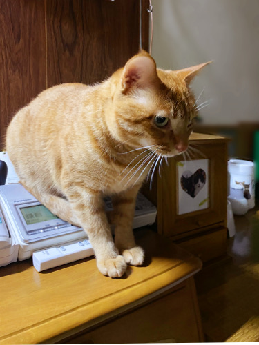癒しグッズ : 猫々