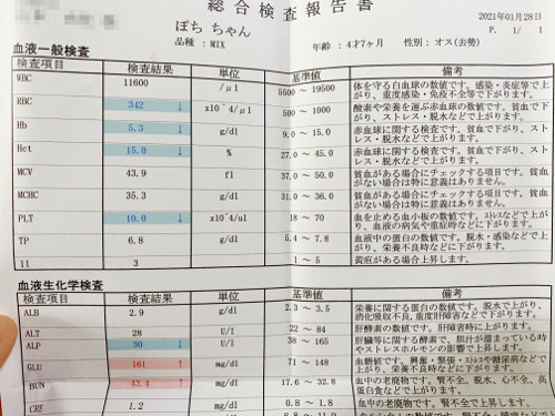 血液検査 猫々