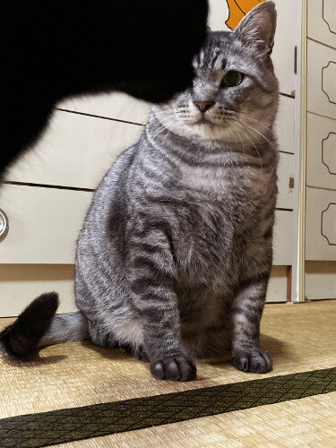 カリカリは寝て待て 猫々 カリカリは寝て待て 猫々