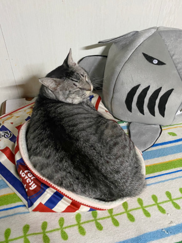癒しグッズ : 猫々