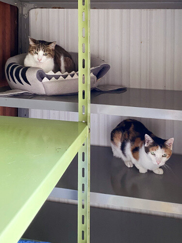 コロコロ : 猫々
