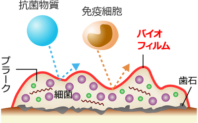 biofilm