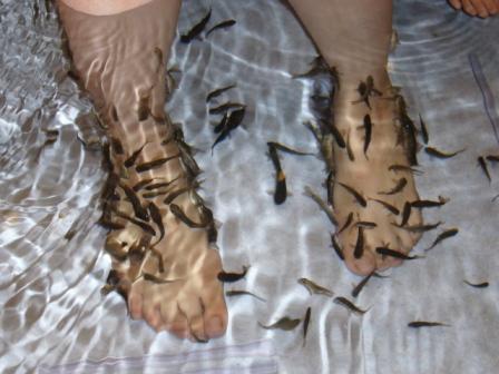 体験ドクターフィッシュという角質を食うという魚 男の子育て 現在進行形