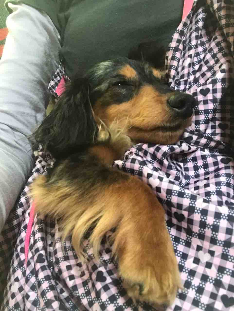 訂正 M ダックスではなく カニンヘンダックスのダップル Life Of Dog 一緒がいいね 訂正 M ダックスではなく カニンヘンダックスのダップル Life Of Dog 一緒がいいね
