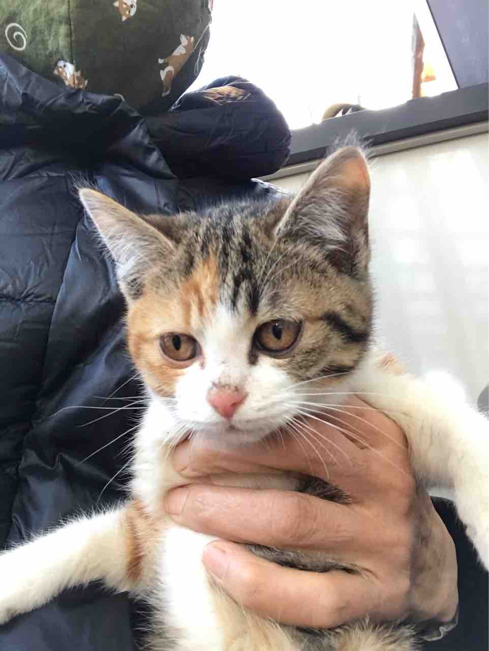 ニャンでここに猫が Life Of Dog 一緒がいいね ニャンでここに猫が Life Of Dog 一緒がいいね