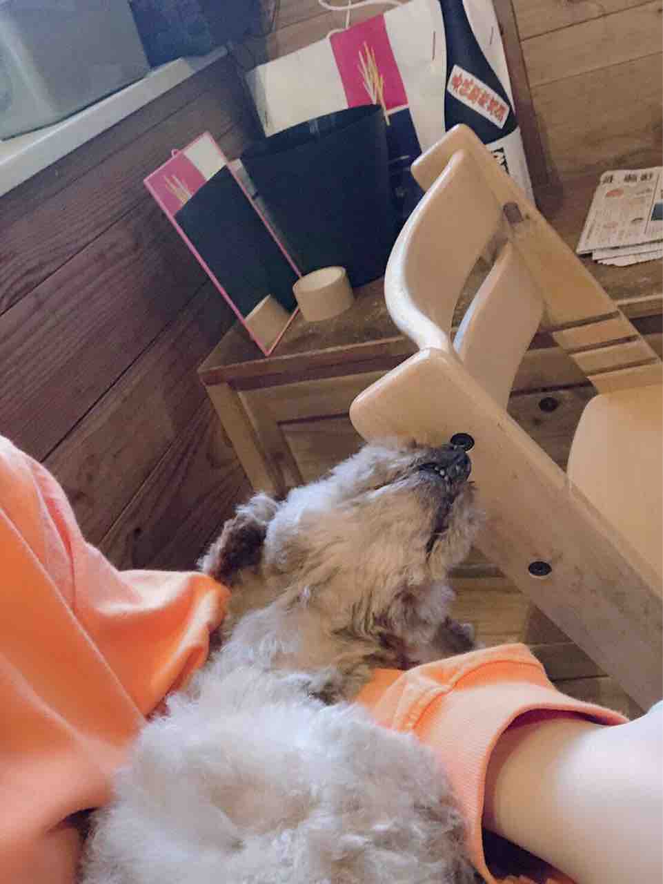 保護トイプードル ソース ちゃん 抱っこしてもらってやっと寝ることができます Life Of Dog 一緒がいいね 保護トイプードル ソース ちゃん 抱っこしてもらってやっと寝ることができます Life Of Dog 一緒がいいね