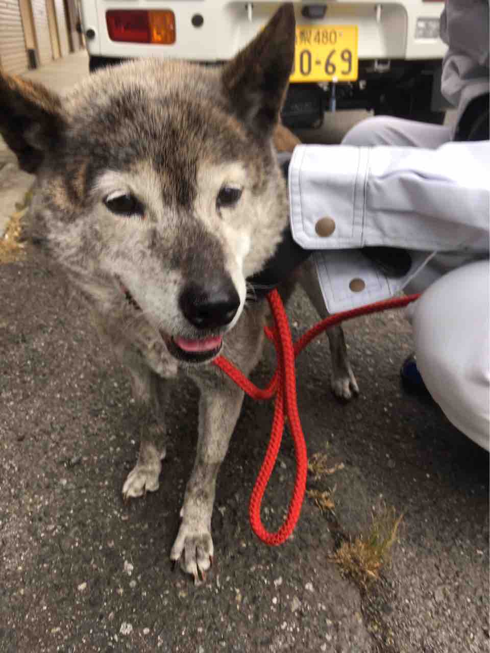 山梨県南アルプス市で迷子犬が保護されました Life Of Dog 一緒がいいね