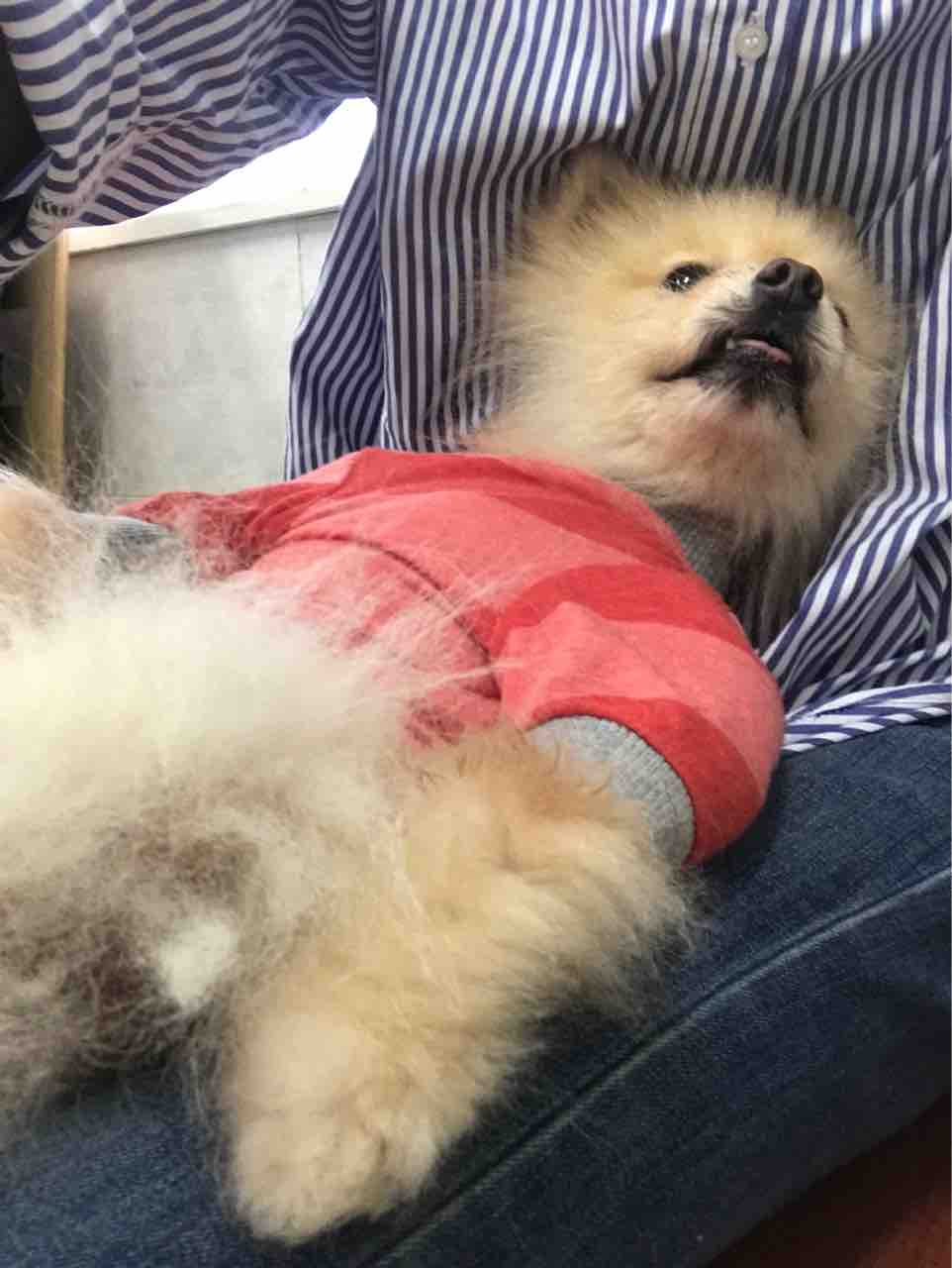 ポメラニアンのカズノコ通院でした Life Of Dog 一緒がいいね