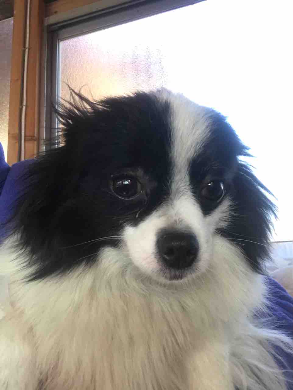 パピヨン ポメラニアンでパピポメだって Life Of Dog 一緒がいいね パピヨン ポメラニアンでパピポメだって Life Of Dog 一緒がいいね