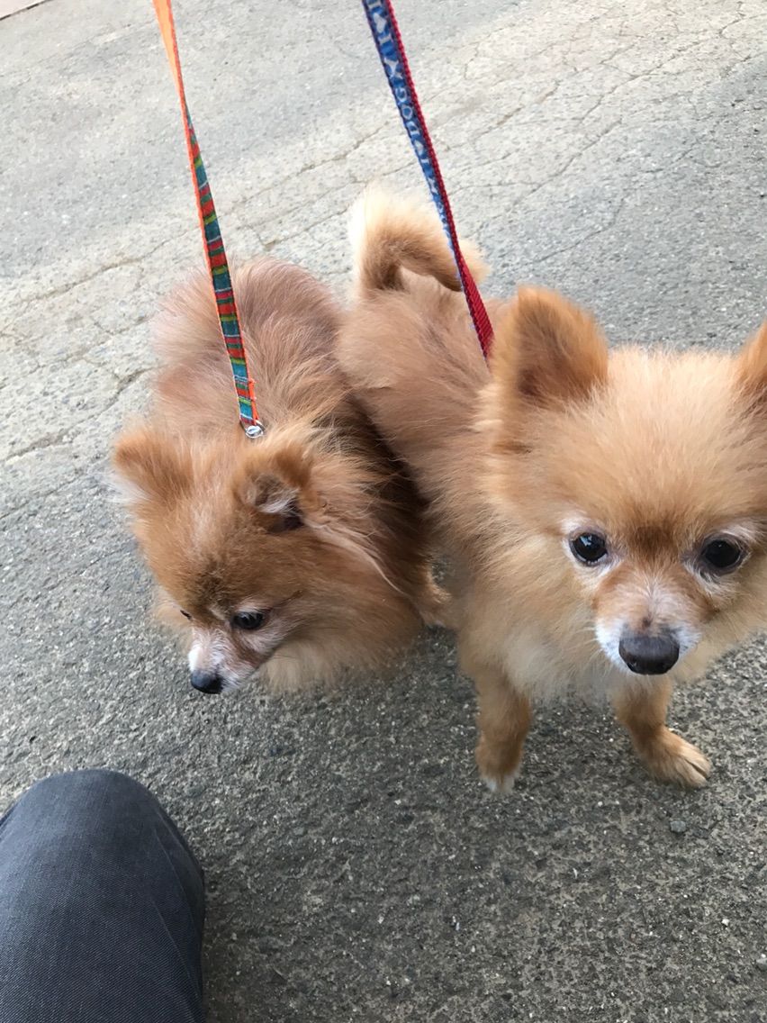 マラセチアなポメラニアンふたり Life Of Dog 一緒がいいね