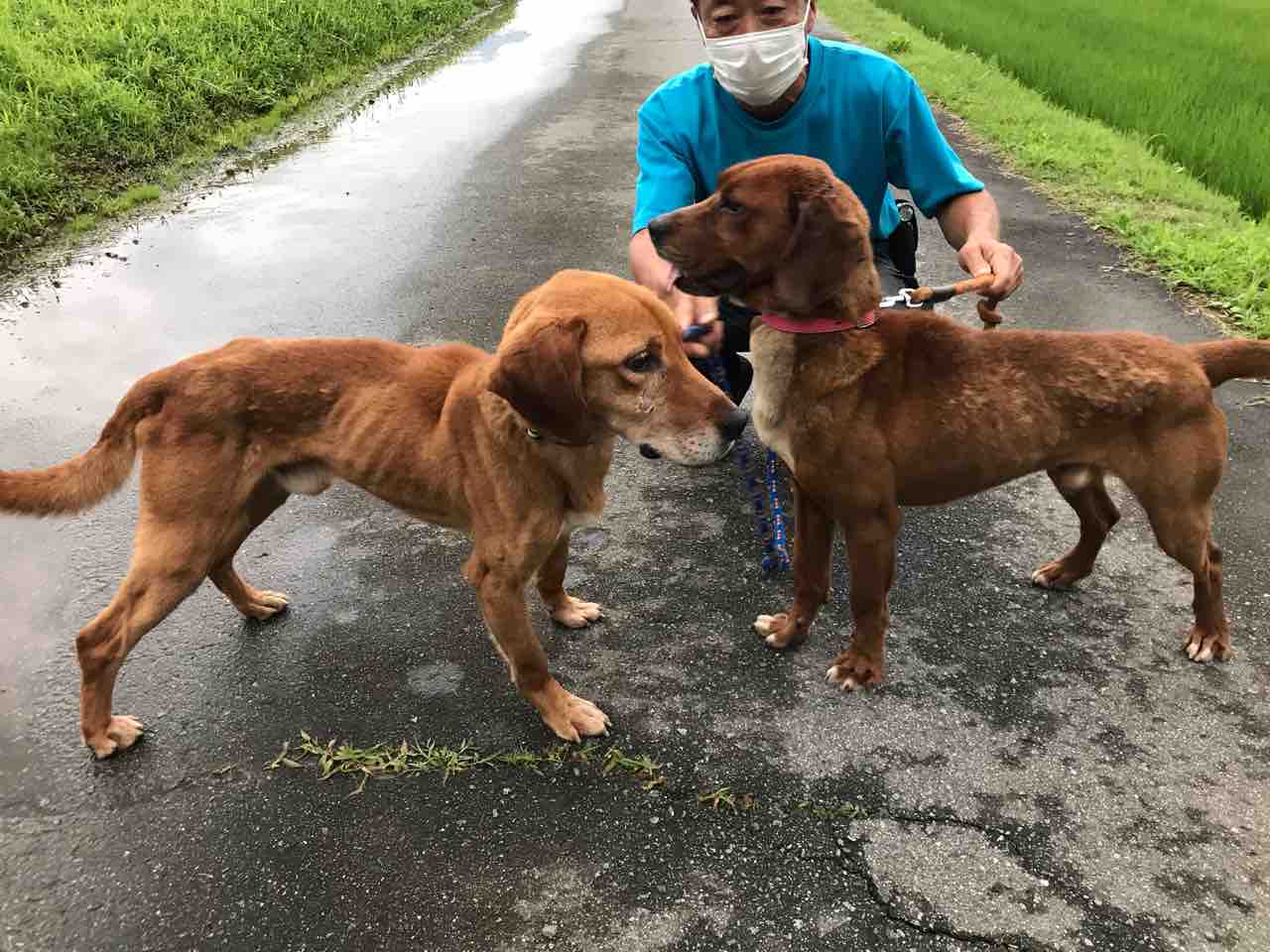 プロットmixの メロン くんと モモ くんです Life Of Dog 一緒がいいね プロットmixの メロン くんと モモ くんです Life Of Dog 一緒がいいね