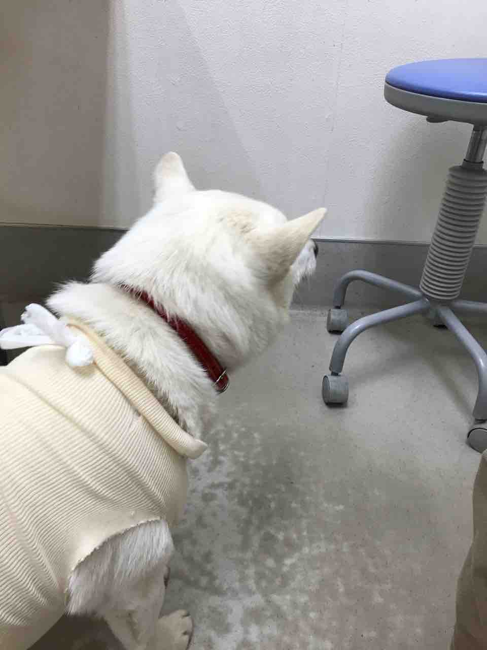 犬の ネコ 根昆布 ちゃん無事退院 Life Of Dog 一緒がいいね