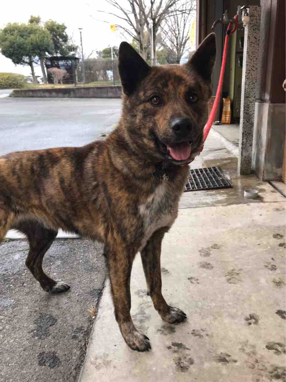 保護に向かっています 秋田犬とか甲斐犬とかのmixだなぁ Life Of Dog 一緒がいいね