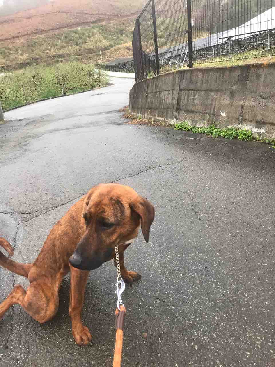 Life Of Dog 一緒がいいね Life Of Dog 一緒がいいね