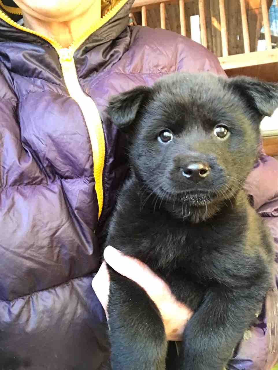 甲斐犬と超大型犬とのmix ナン くん Life Of Dog 一緒がいいね 甲斐犬と超大型犬とのmix ナン くん Life Of Dog 一緒がいいね