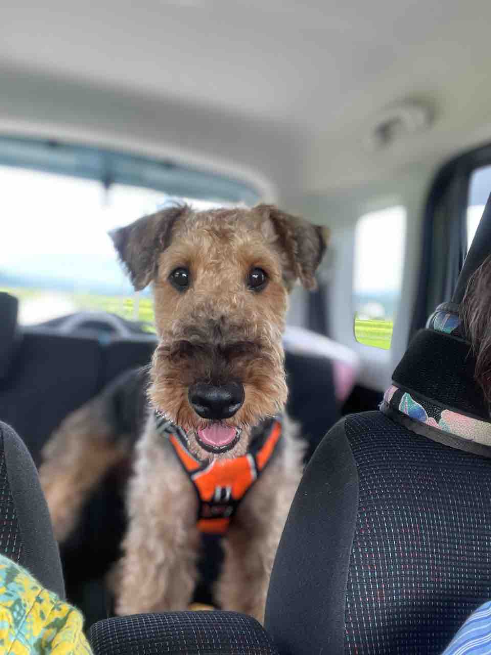 エアデールテリアのヤーコン戻ってきました Life Of Dog 一緒がいいね