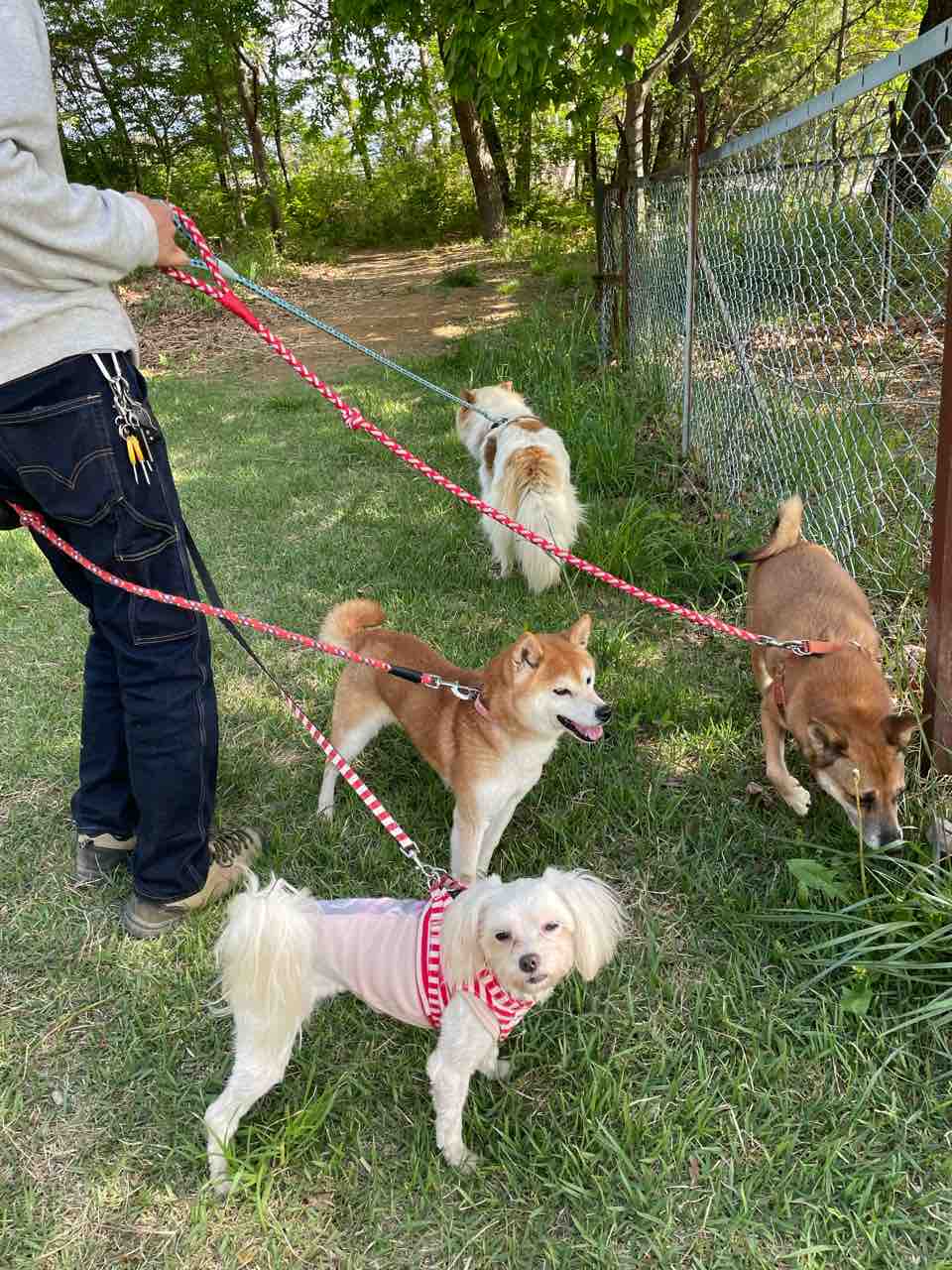 保護犬4匹散歩 大変だけど楽しい Life Of Dog 一緒がいいね