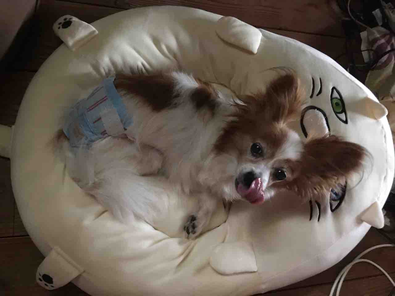 ポメラニアン カズノコ とパピヨン ニョッキ は仲良し でもない Life Of Dog 一緒がいいね