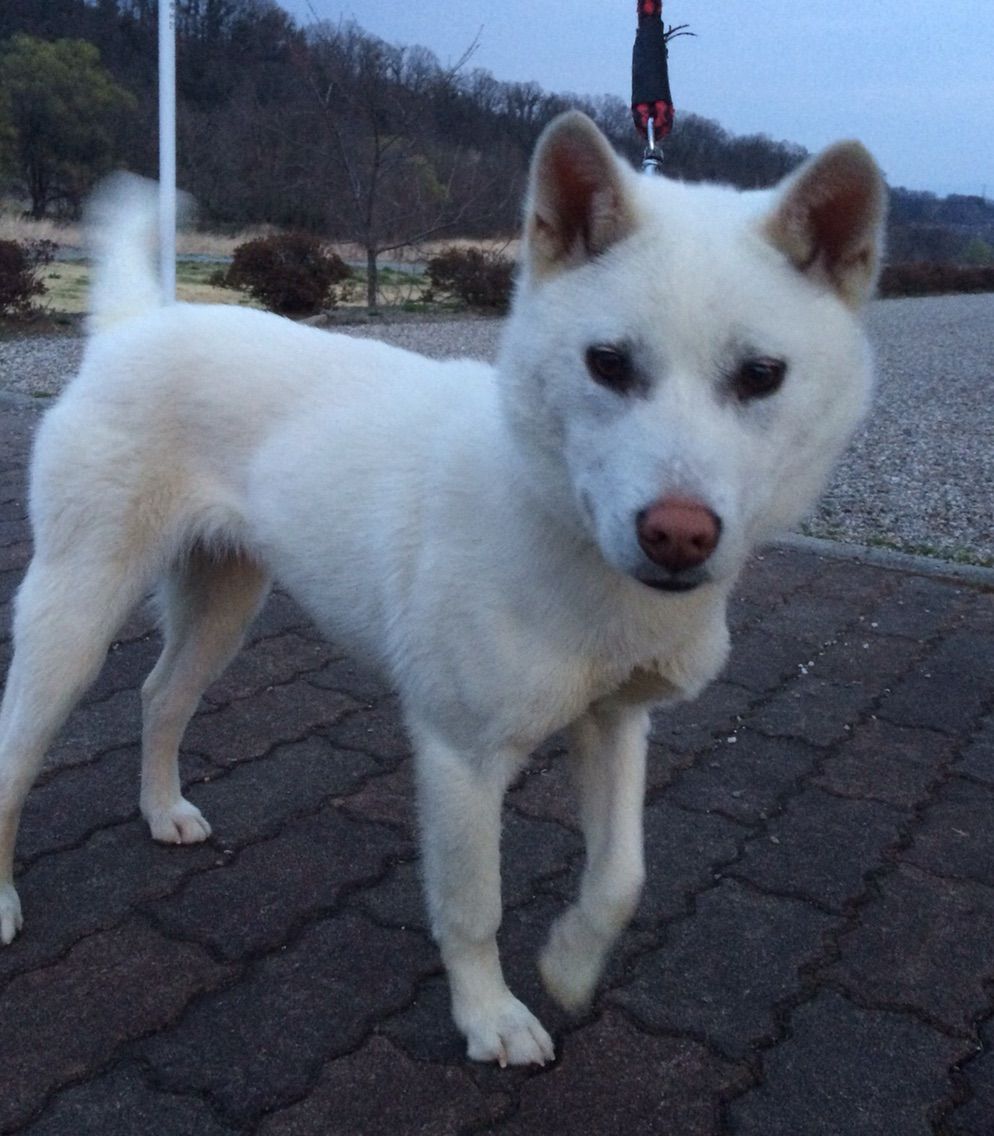 紀州犬のムツです 里親さん決定 Life Of Dog 一緒がいいね 紀州犬のムツです 里親さん決定 Life Of Dog 一緒がいいね