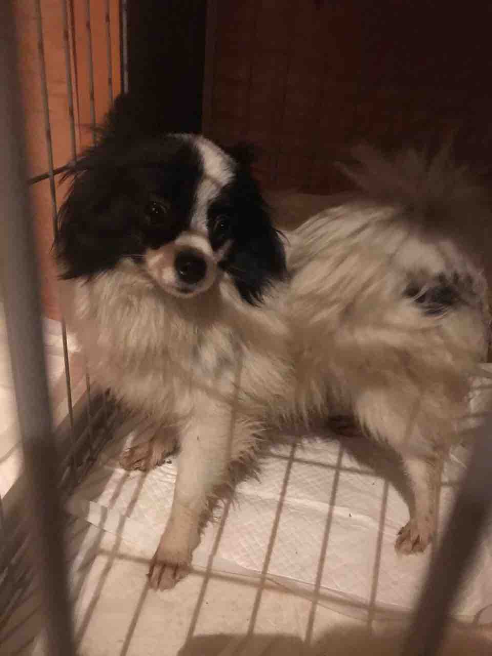 パピヨン ポメラニアンでパピポメだって Life Of Dog 一緒がいいね パピヨン ポメラニアンでパピポメだって Life Of Dog 一緒がいいね