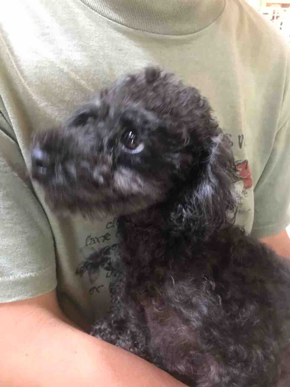 トイプードル ノリマキくん あんた 可愛すぎて ひつこ過ぎ 笑 Life Of Dog 一緒がいいね