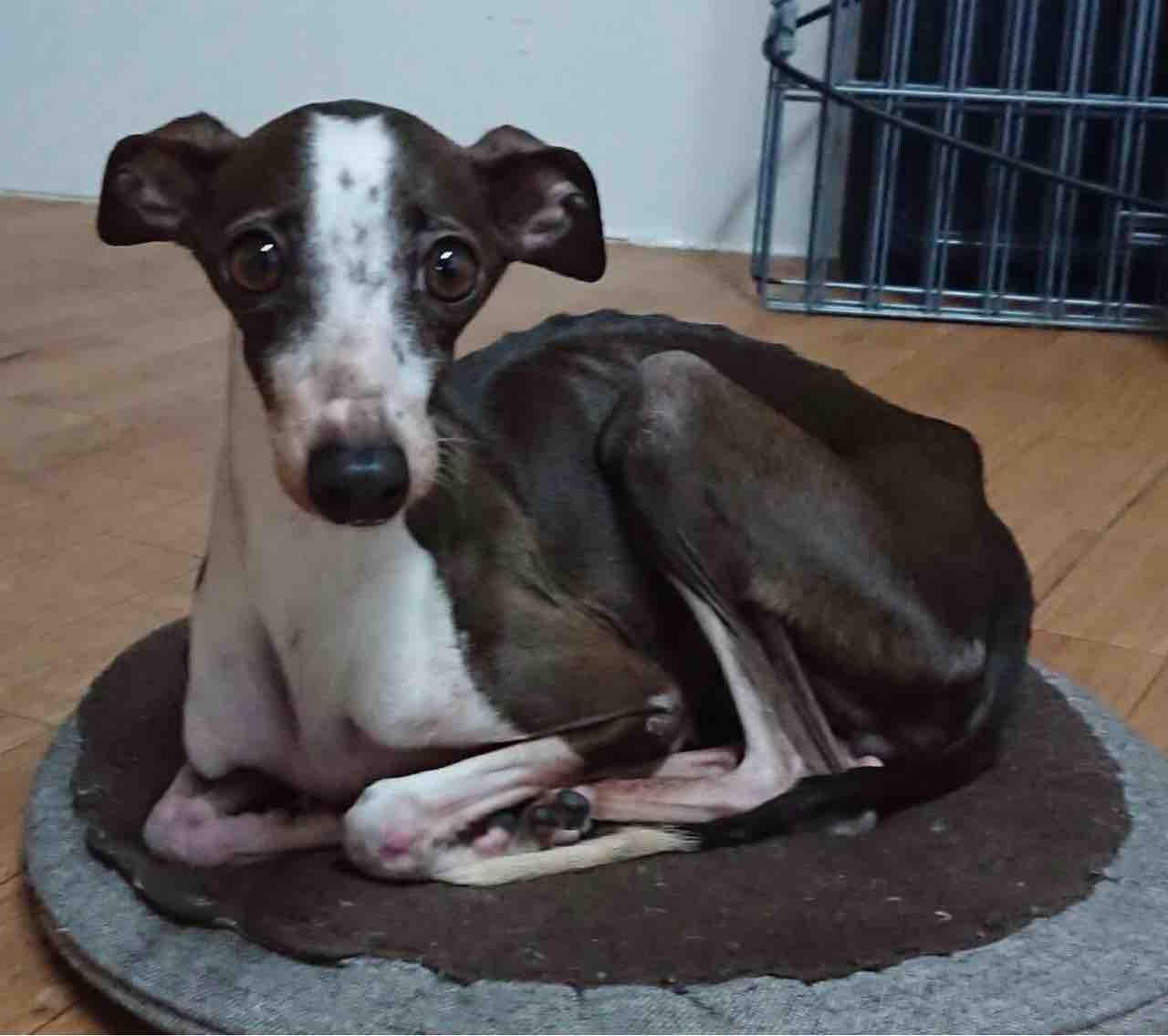 センターから引き出しました 保護犬イタグレの デニッシュちゃん です Life Of Dog 一緒がいいね センターから引き出しました 保護犬イタグレの デニッシュちゃん です Life Of Dog 一緒がいいね
