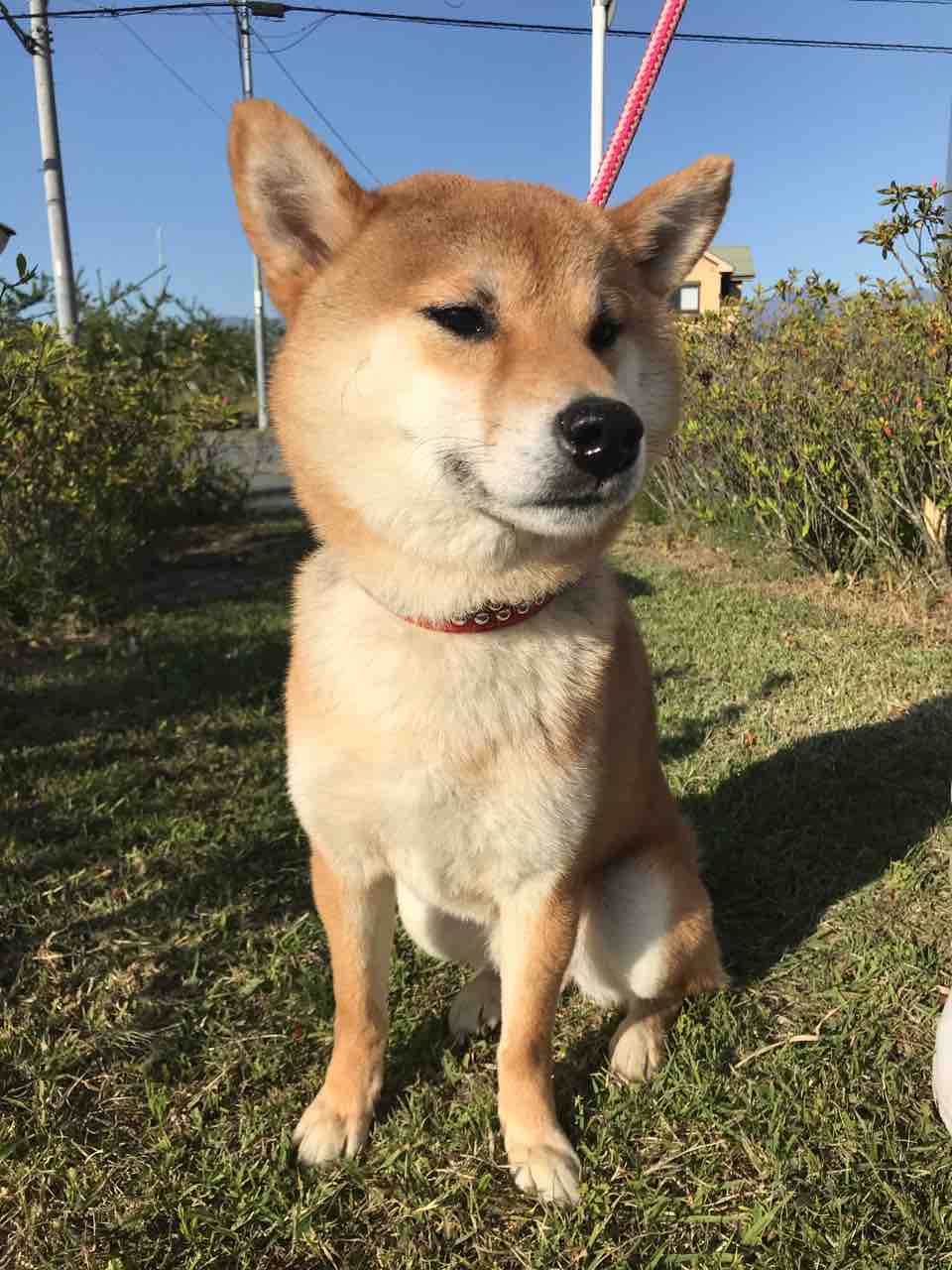 おとなしい柴犬ピータンくん Life Of Dog 一緒がいいね