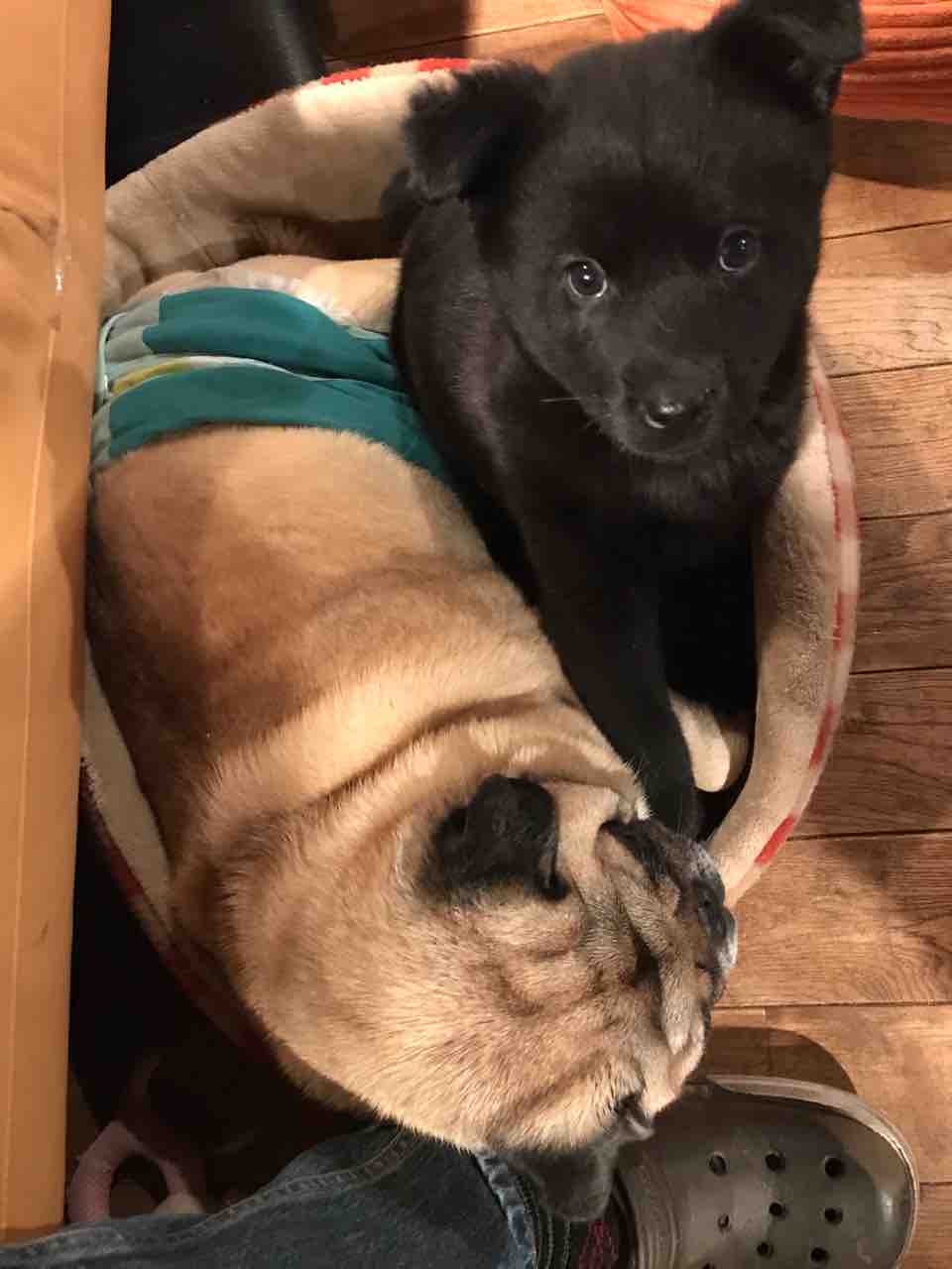 異常に仲の良いパグ ピース 超大型犬mix ナン Life Of Dog 一緒がいいね 異常に仲の良いパグ ピース 超大型犬mix ナン Life Of Dog 一緒がいいね