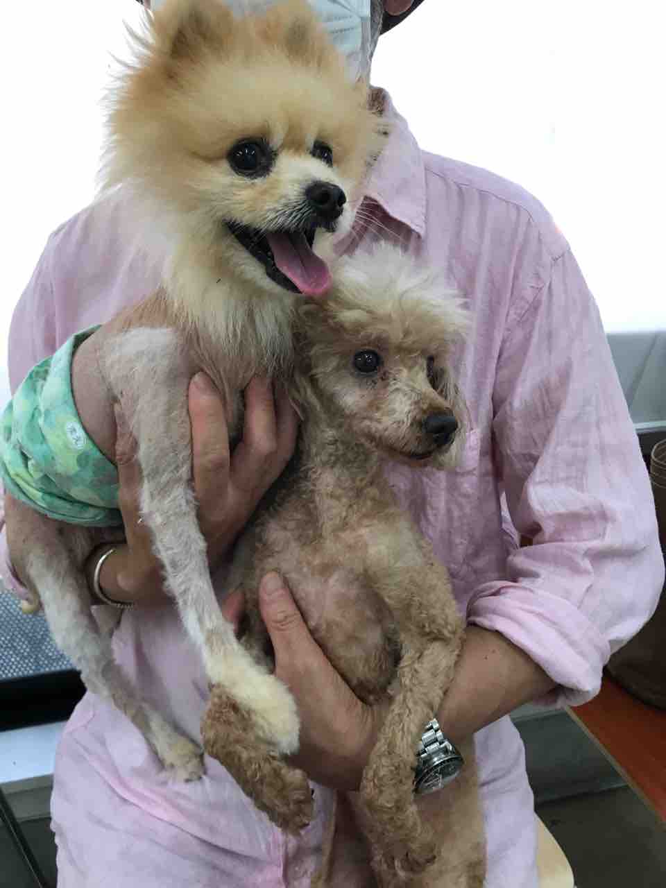 ポメラニアン カズノコ トイプードル キャラメル 病院でした Life Of Dog 一緒がいいね