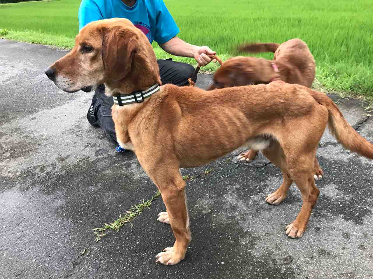 プロットmixの メロン くんと モモ くんです Life Of Dog 一緒がいいね