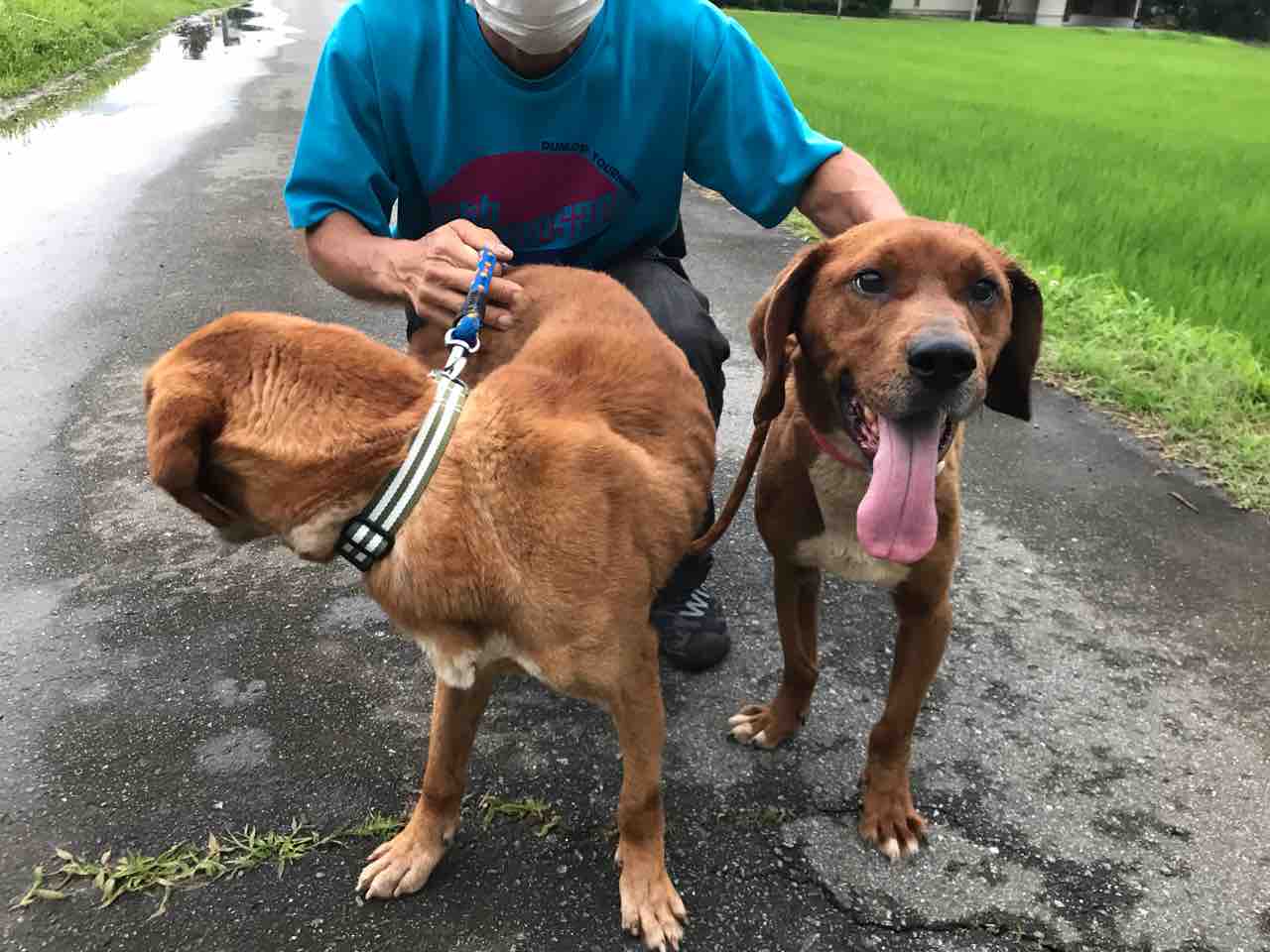 プロットmixの メロン くんと モモ くんです Life Of Dog 一緒がいいね