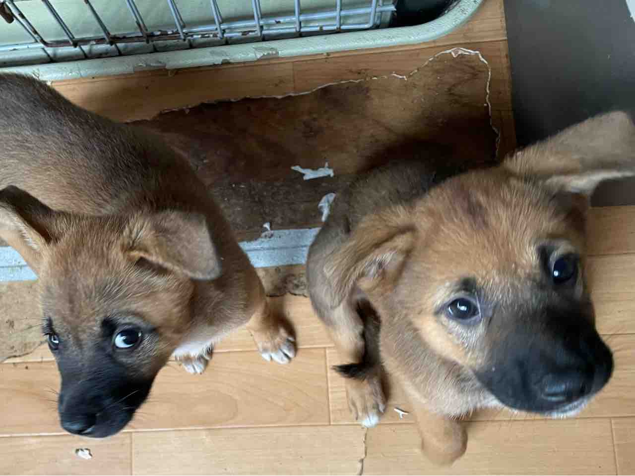 この辺りでは希少動物となった雑種の子犬 Life Of Dog 一緒がいいね