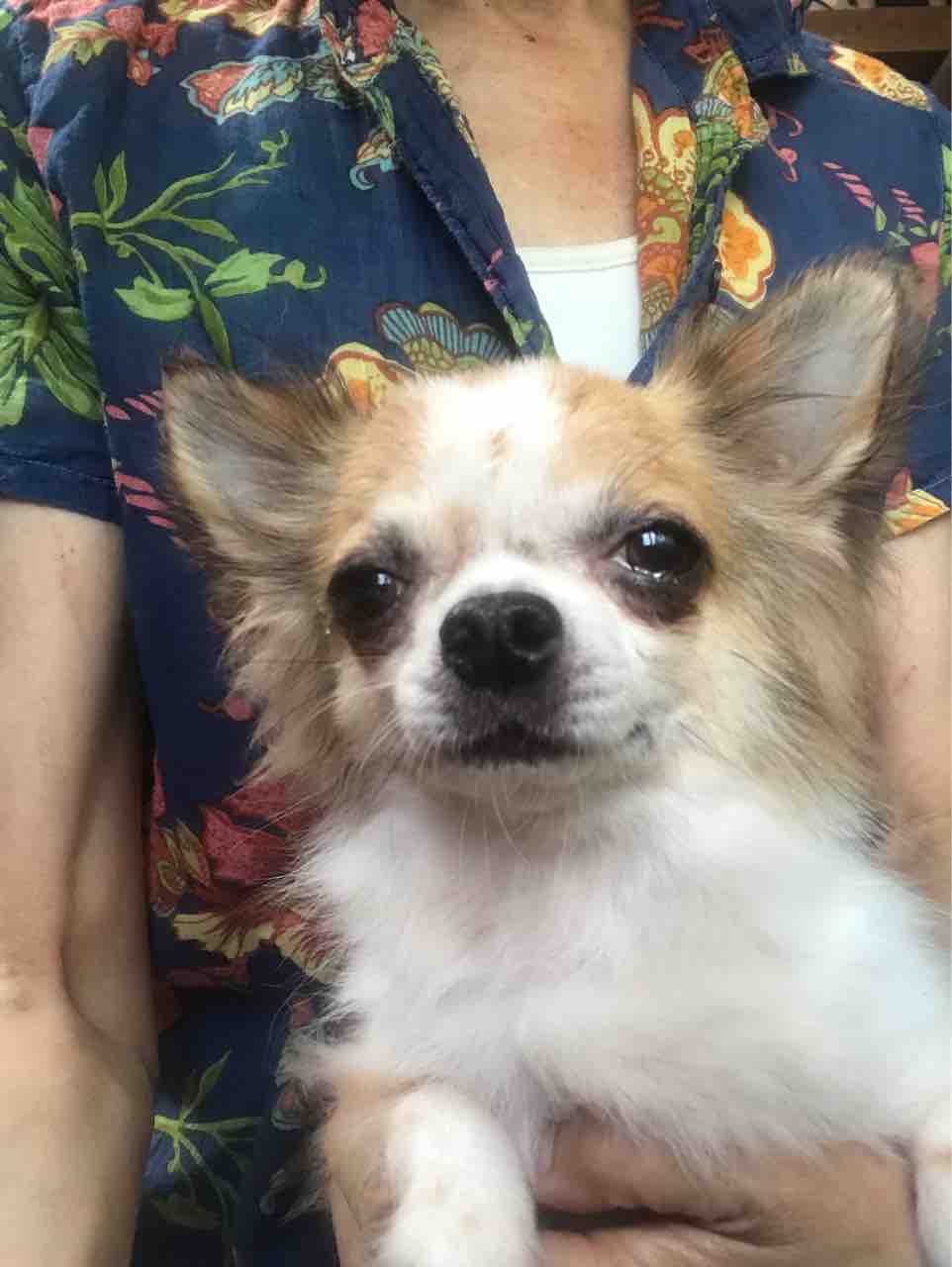 チワワの ファン太 お風呂入りました Life Of Dog 一緒がいいね チワワの ファン太 お風呂入りました Life Of Dog 一緒がいいね
