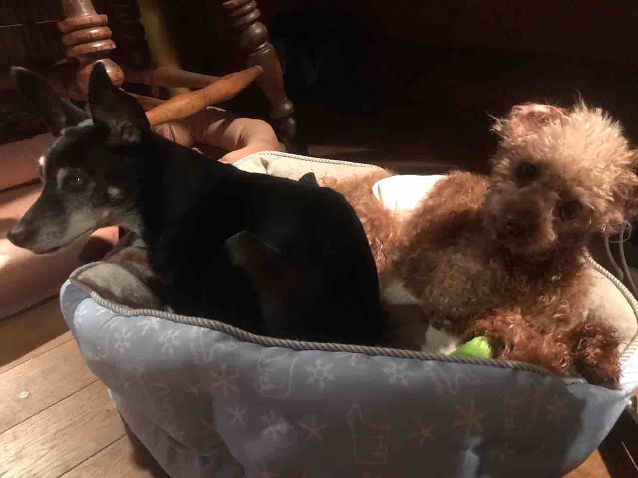 保護犬ナッシーとスルメ なんで一緒のドッグズベッドに Life Of Dog 一緒がいいね