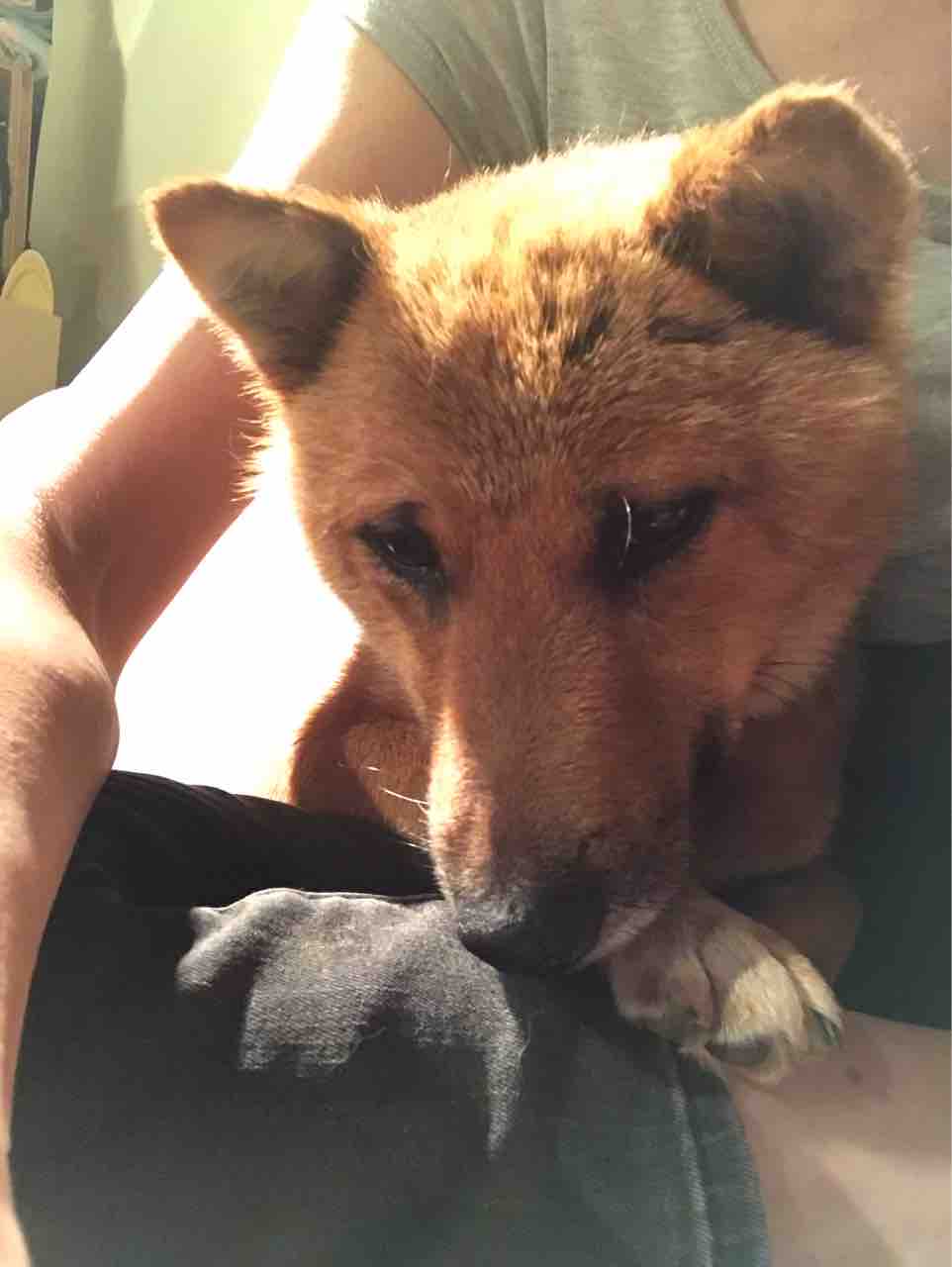 保護犬エイくんの甘えっぷり 子犬か Life Of Dog 一緒がいいね