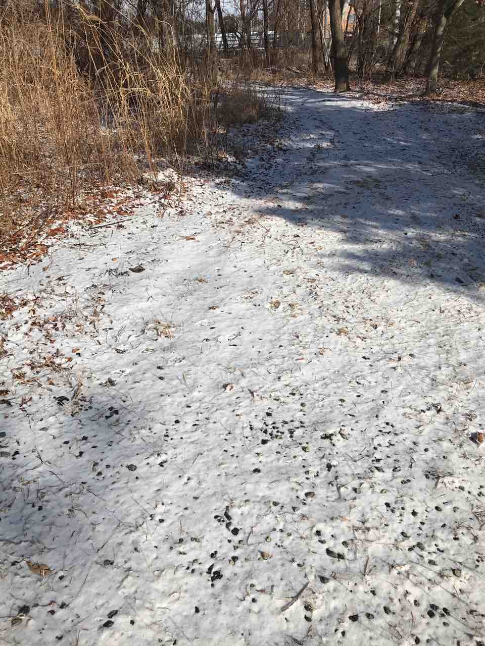 ちょっとの積雪だけど 舗装路はツルツル Life Of Dog 一緒がいいね
